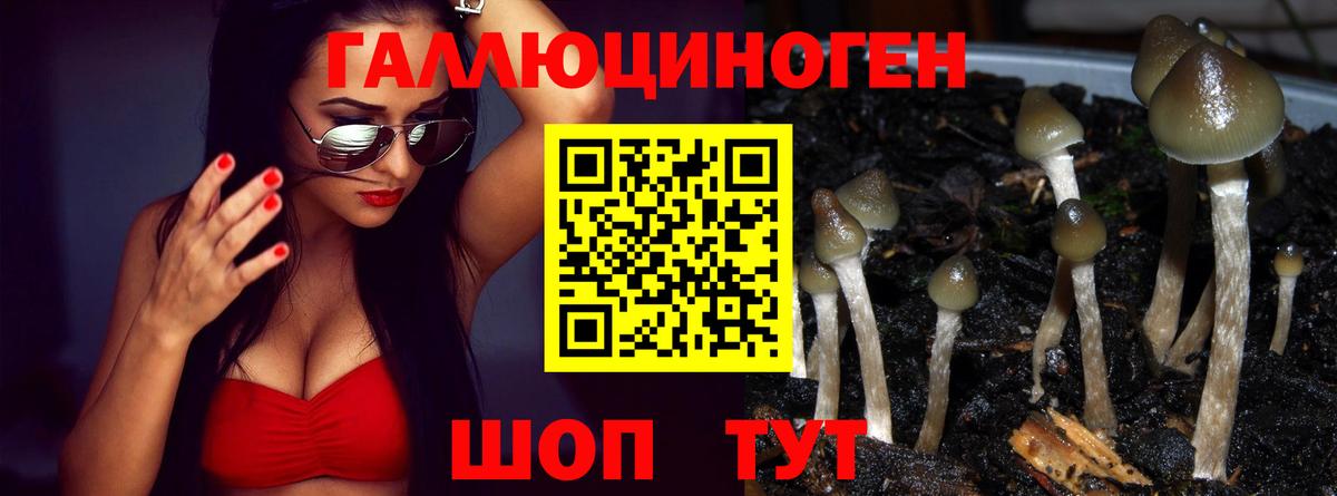 Майкоп  Галлюциногенные грибы Psilocybine cubensis  Вход с VPN 